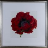 A framed print of a poppy