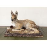A vintage taxidermy fawn mounted on a wood base