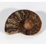 Ammonite brooch