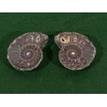 Split polished ammonite