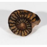 Ammonite brooch