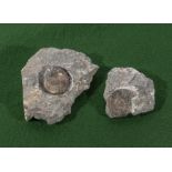 Two Isle of Skye ammonites