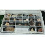 A large collection of fossils in case