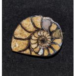 An ammonite fossil brooch