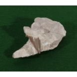 An otodus shark's tooth