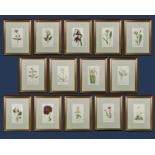 A set of 14 gilt framed original Curtis hand coloured botanical prints. Circa 1787 1st Edition. Page