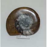 A large polished goniatite with stand