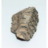 A baby mammoth tooth, showing good grinding surface and roots