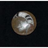 A goniatite fossil brooch