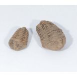 Two flexicalymene trilobites fossils