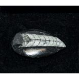 An orthocerus fossil brooch