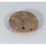 A fossil sand dollar sea urchin