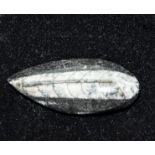 An orthocerus fossil brooch