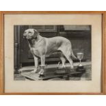 A framed photograph of a champion Labrador dog and its trophies. photo size 15" x 11"