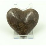 heart-shaped fossil coral with stand