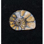 An ammonite fossil brooch