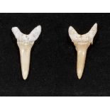 A pair of fossil shark tooth ear rings