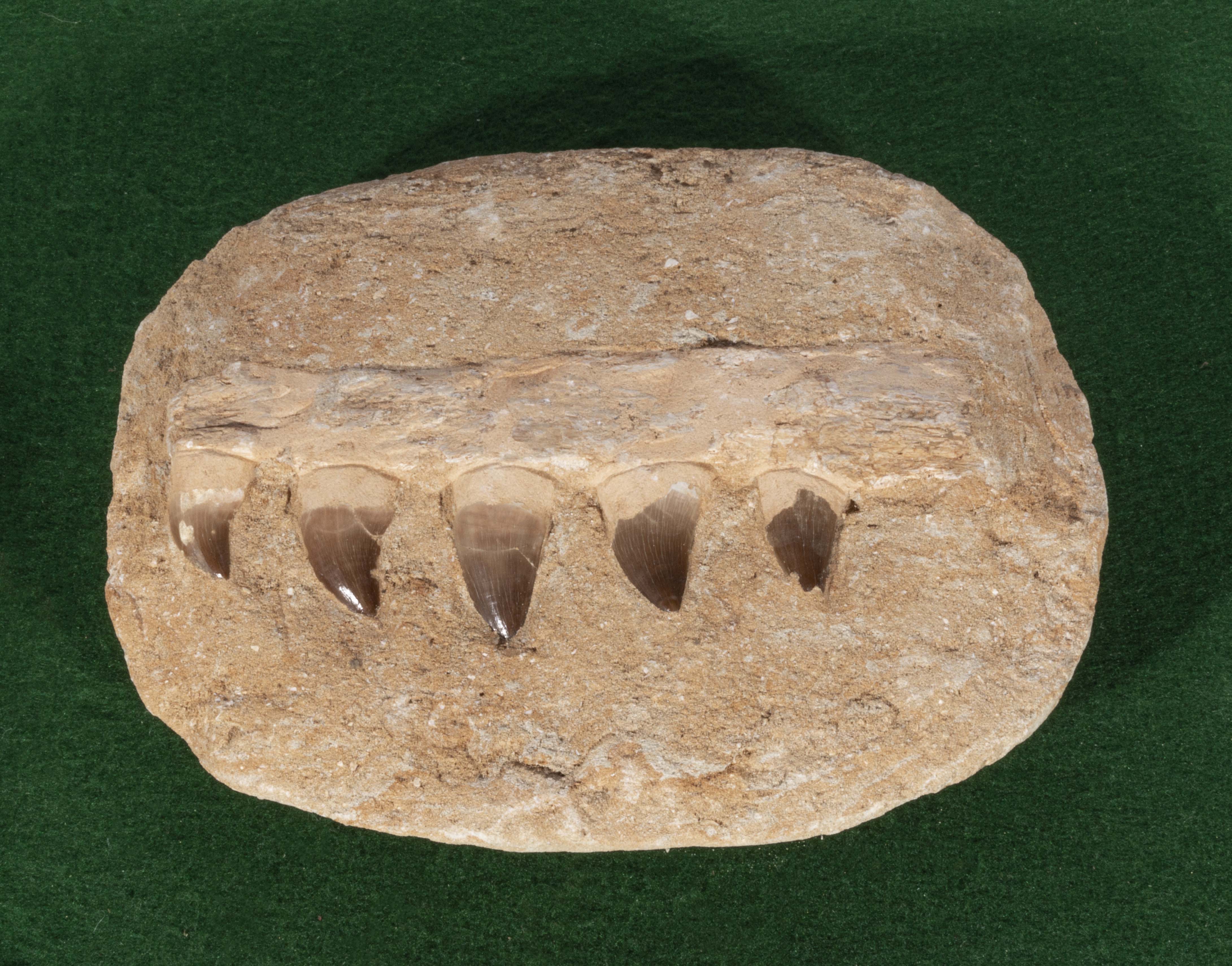 Fossil mosasaur jaw section showing 5 teeth