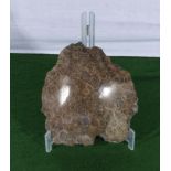 Piece of polished fossil coral + stand