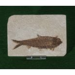 Very good fossil fish from Wyoming