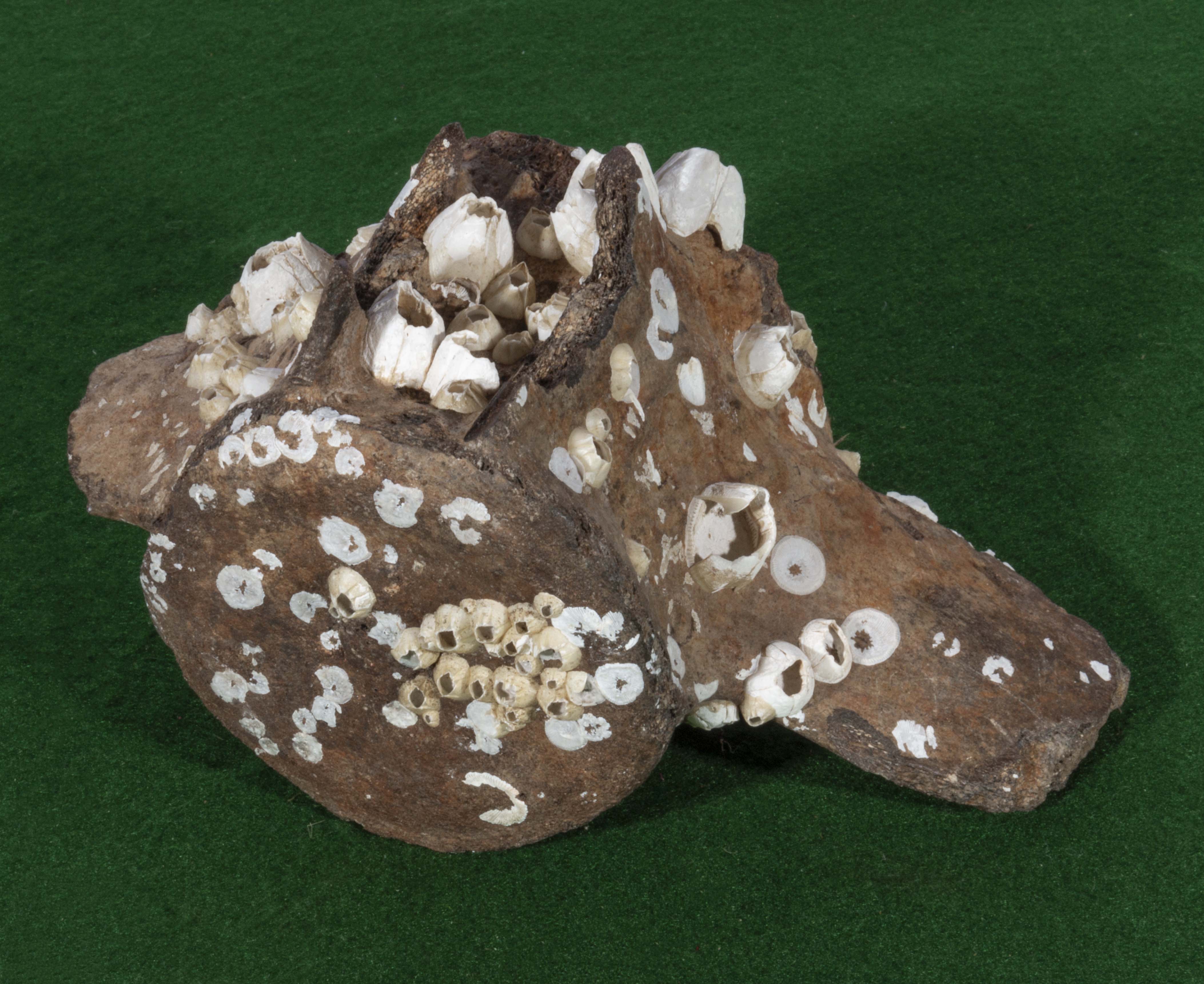 Large fossil whale vertebrae with barnacles