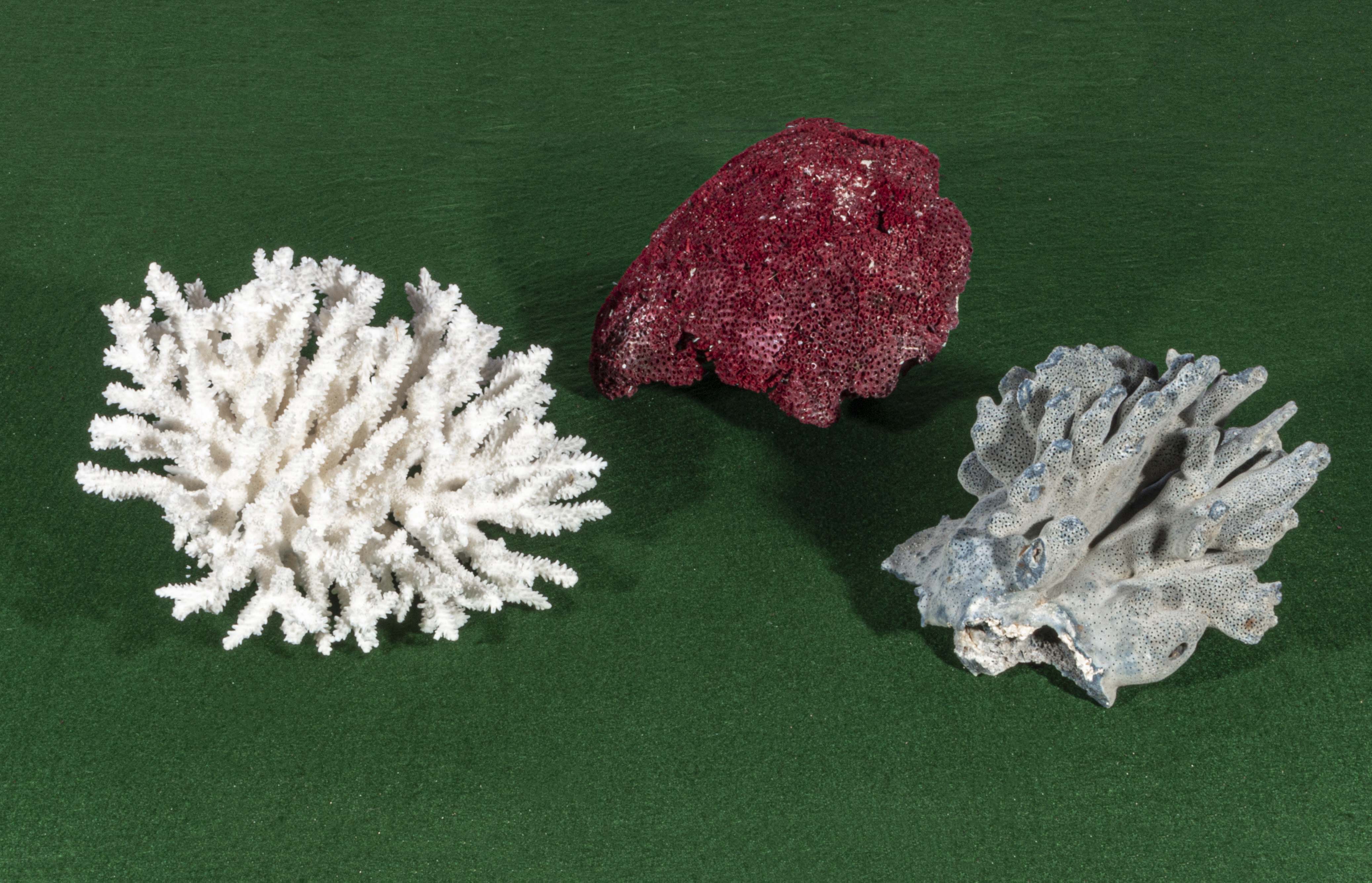 Three large pieces of fossilised coral