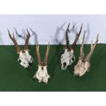 Four Roe deer trophy mounts