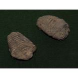 Two fossil trilobites