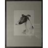 A framed pencil drawing of the family pet dog