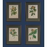 Four framed prints of roses, image size 39cm x24cm
