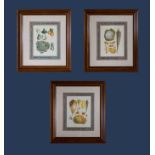Three framed prints of vegetables