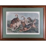 A framed print 'Bloodhounds on the Trail' by Goddard
