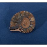 Ammonite brooch