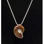 A polished whole Ammonite on Sterling silver chain