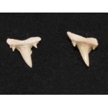 A pair of fossil shark teeth earrings