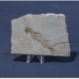 Fossil fish from Wyoming Green River area + stand