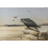 An unframed watercolour of a falcon perched on a rock, 19.5" x 28"
