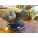 Taxidermy - a Victorian mounted display of Chinese pheasants