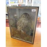 A late 19th century/early 20th century taxidermy figure of an owl in a glazed case