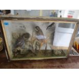 A Victorian taxidermied montage of various birds naturalistically arranged in a glazed wooden case