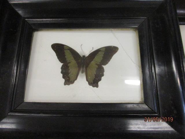 Mixed early 20th century engravings and prints, a butterfly picture and a Victorian cushioned - Image 2 of 4
