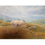 Henry Sowerby - Sheep in a landscape scene, oil on canvas, 16" x 20 2/8" in a gilt frame