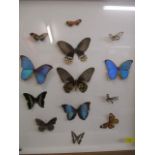 A small framed and glazed collection of thirteen butterflies