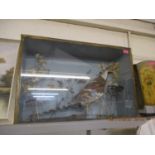 An early 20th century taxidermy pheasant in display case A/F