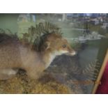 An early 20th century taxidermy fox in a crouching position in display case A/F