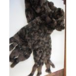 A Canadian baby mink scarf, by repute