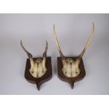 Two pairs of mounted Horns