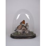 Three garden Birds mounted on a branch under glass dome, 13in H