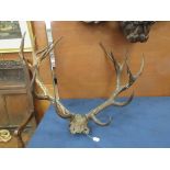 A well matched fourteen point set of Red Stag Antlers on cranium 3ft 6in W, from Old Hinton Hall