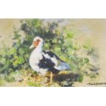 ‡DAVID SHEPHERD CBE FRSA (1931-2017)A Muscovy Ducksigned 'David Shepherd' (lower right), with a